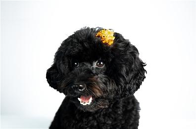 动视公开《使命召唤：黑色行动6》首发包含武器